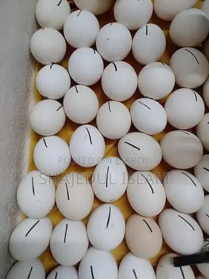 ফাউমি মুরগীর বীজ ডিম