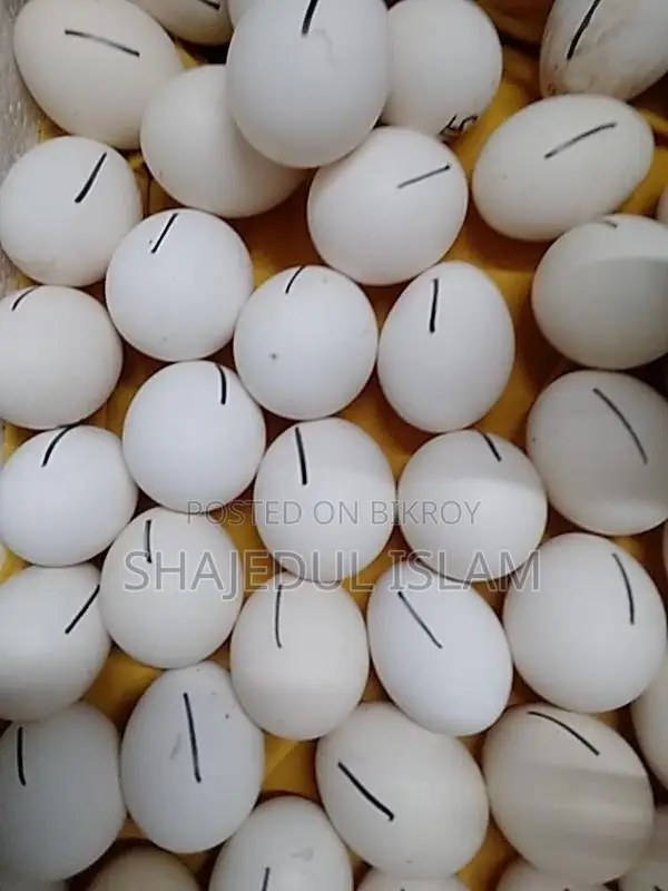 ফাউমি মুরগীর বীজ ডিম