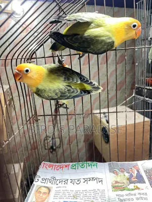 Love bird