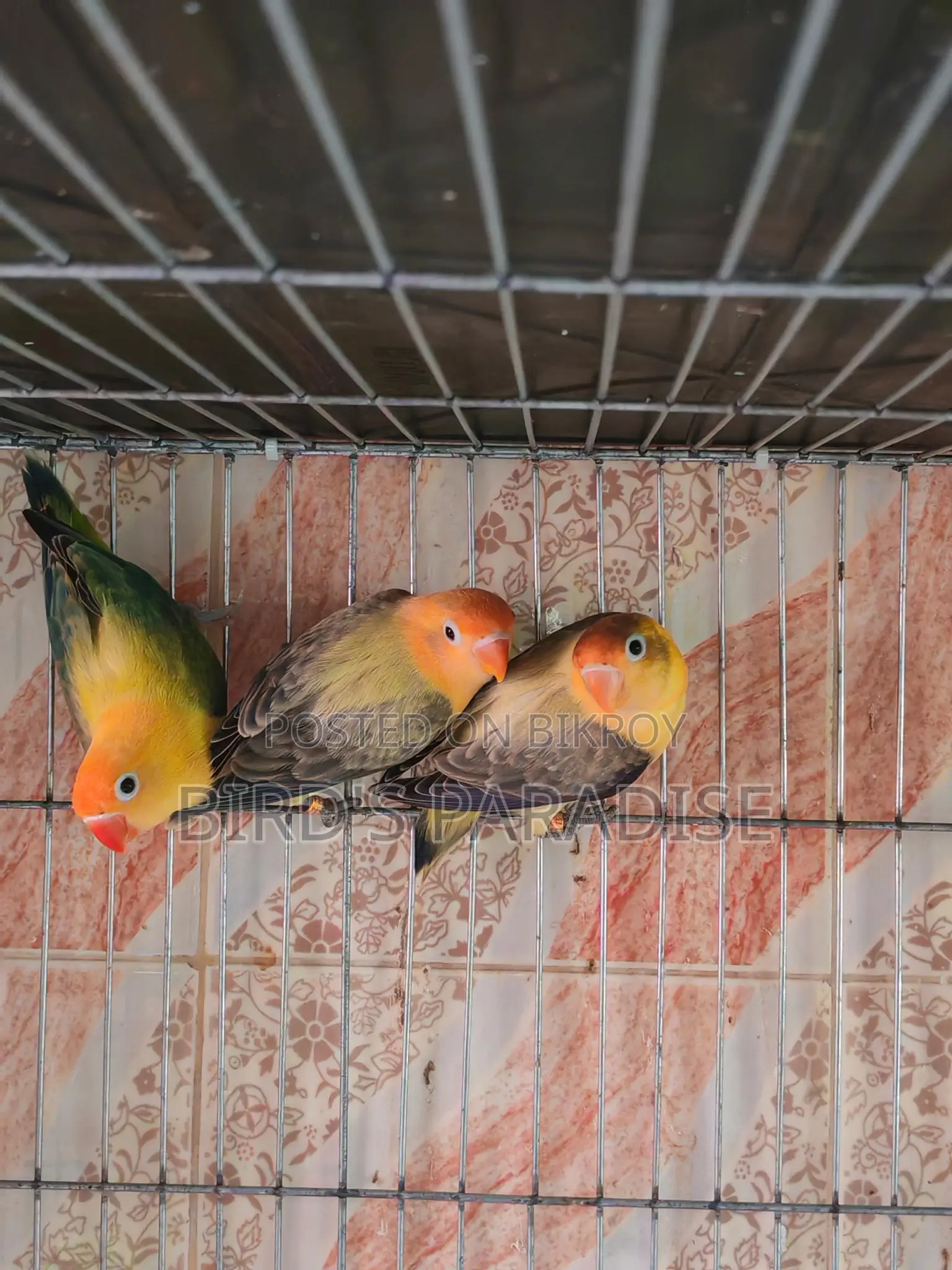 Love bird