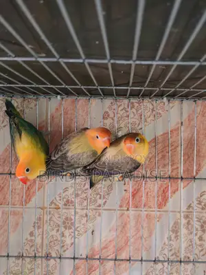 Love bird