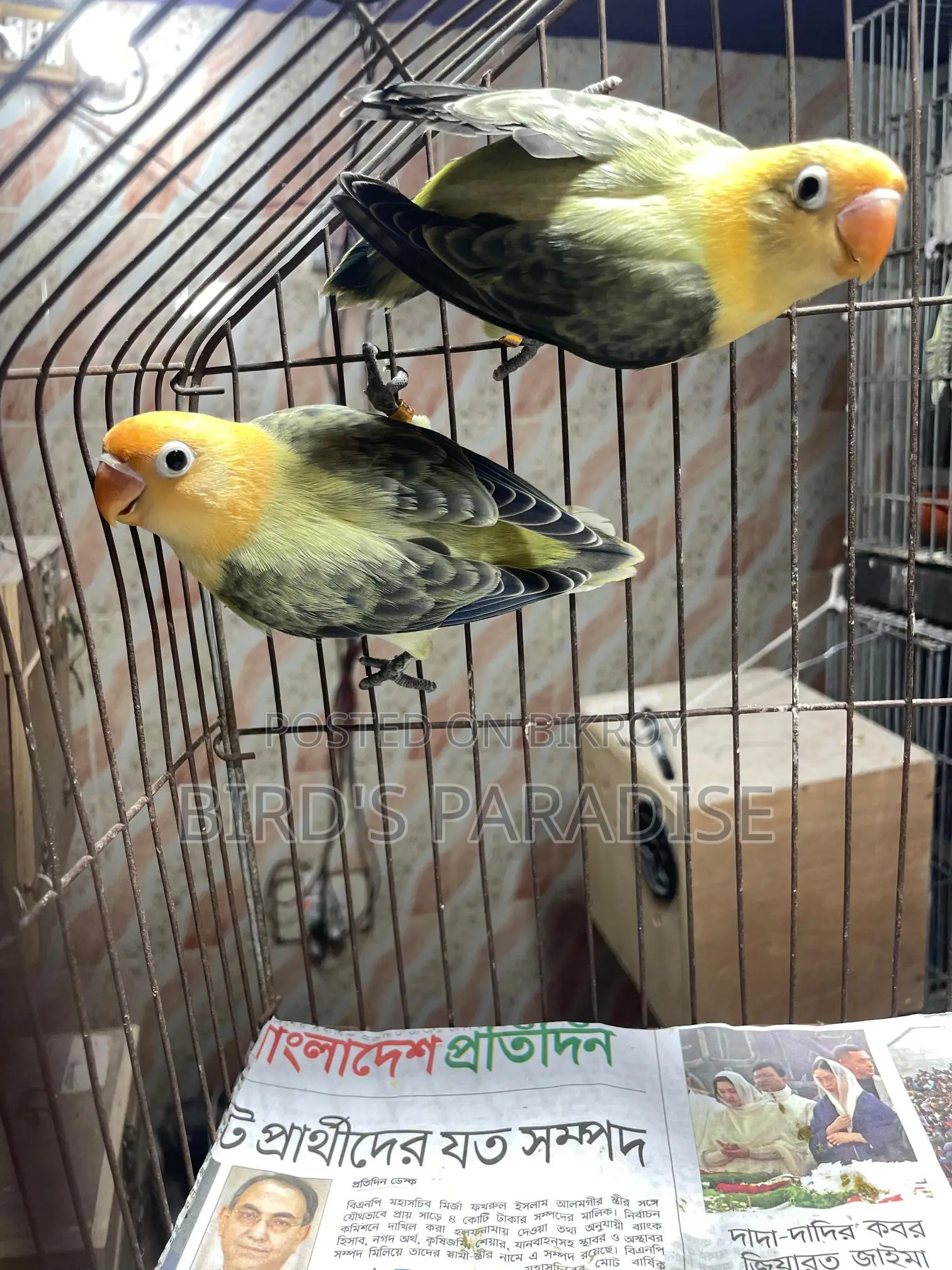 Love bird
