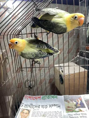 Love bird