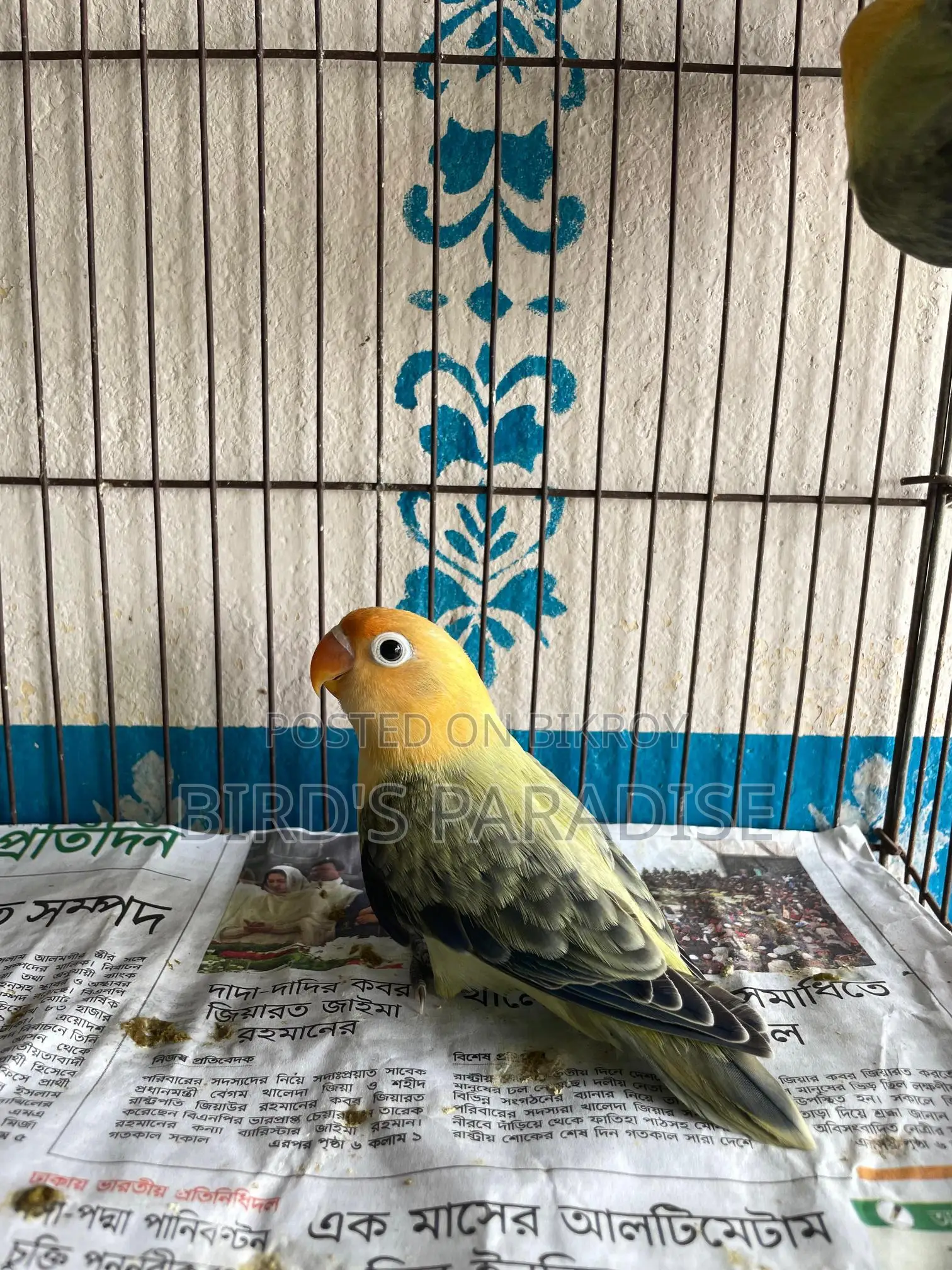 Love bird