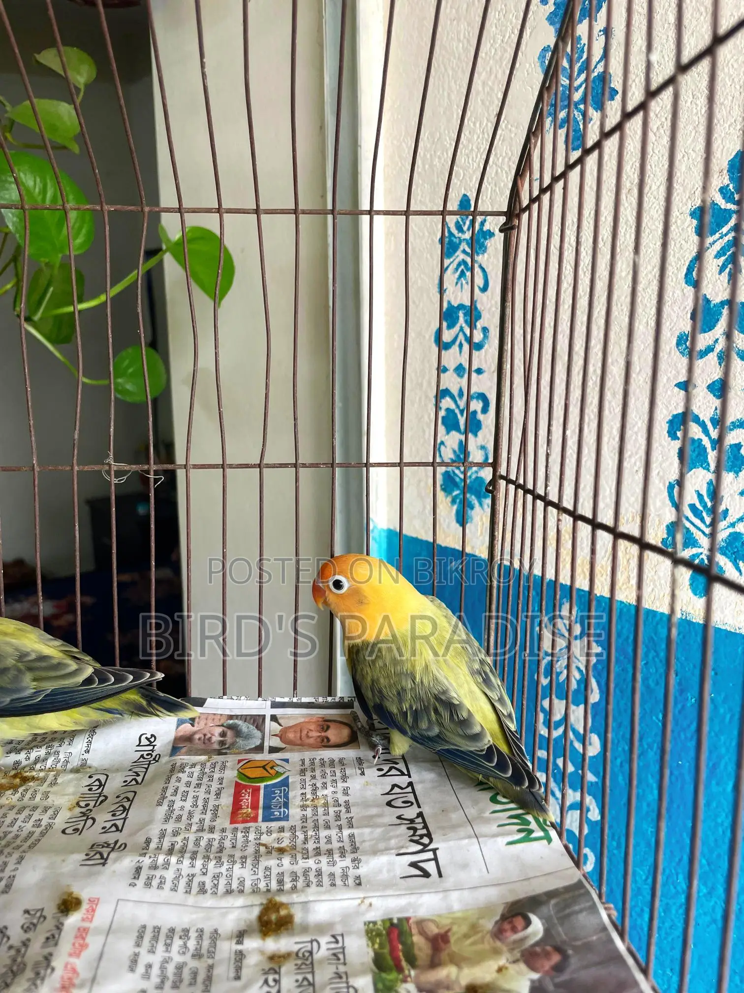 Love bird