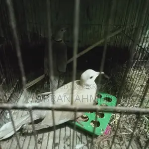 অস্ট্রেলিয়ান ঘুঘু