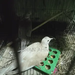 অস্ট্রেলিয়ান ঘুঘু