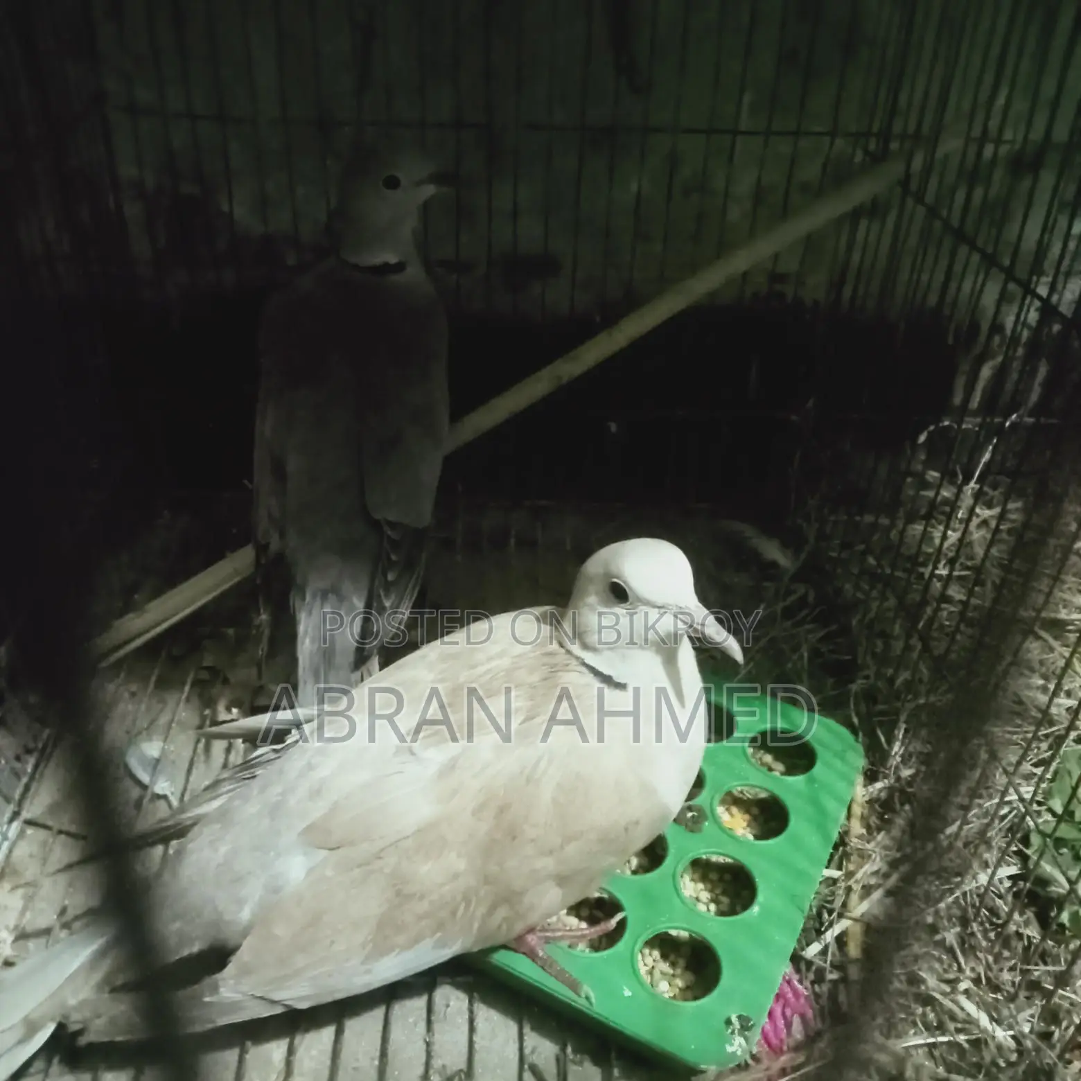অস্ট্রেলিয়ান ঘুঘু