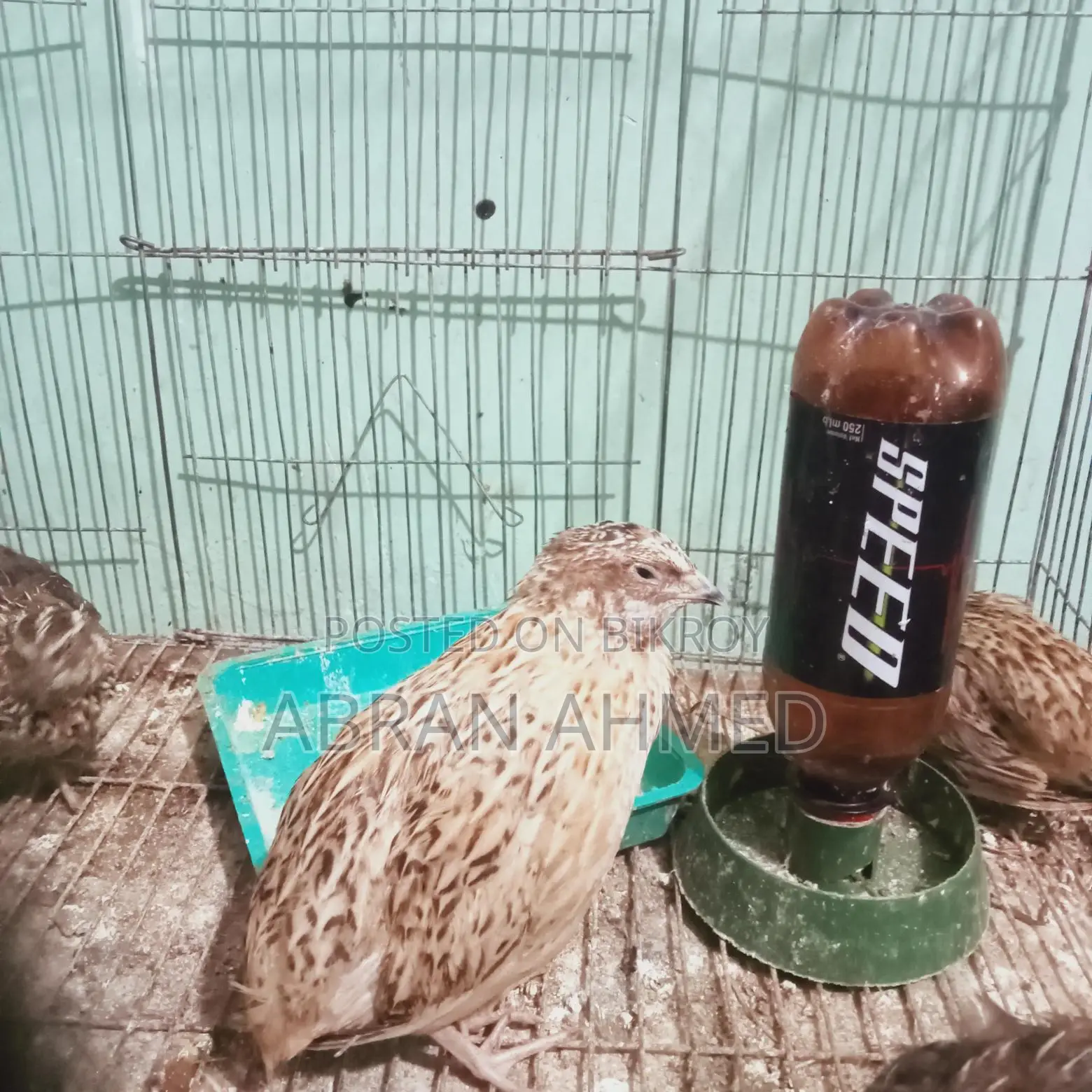 কোয়েল পাখি