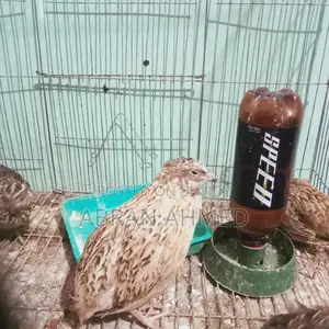 কোয়েল পাখি