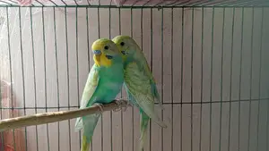 বাজরিগার ফুল সেট আপ