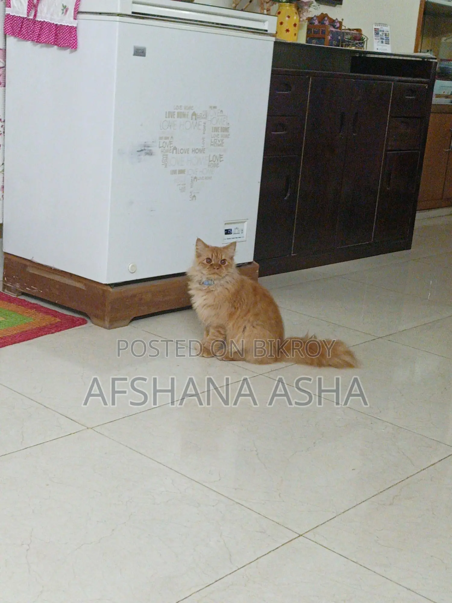 Persian Cat