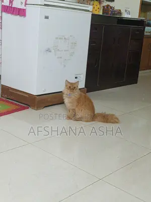 Persian Cat