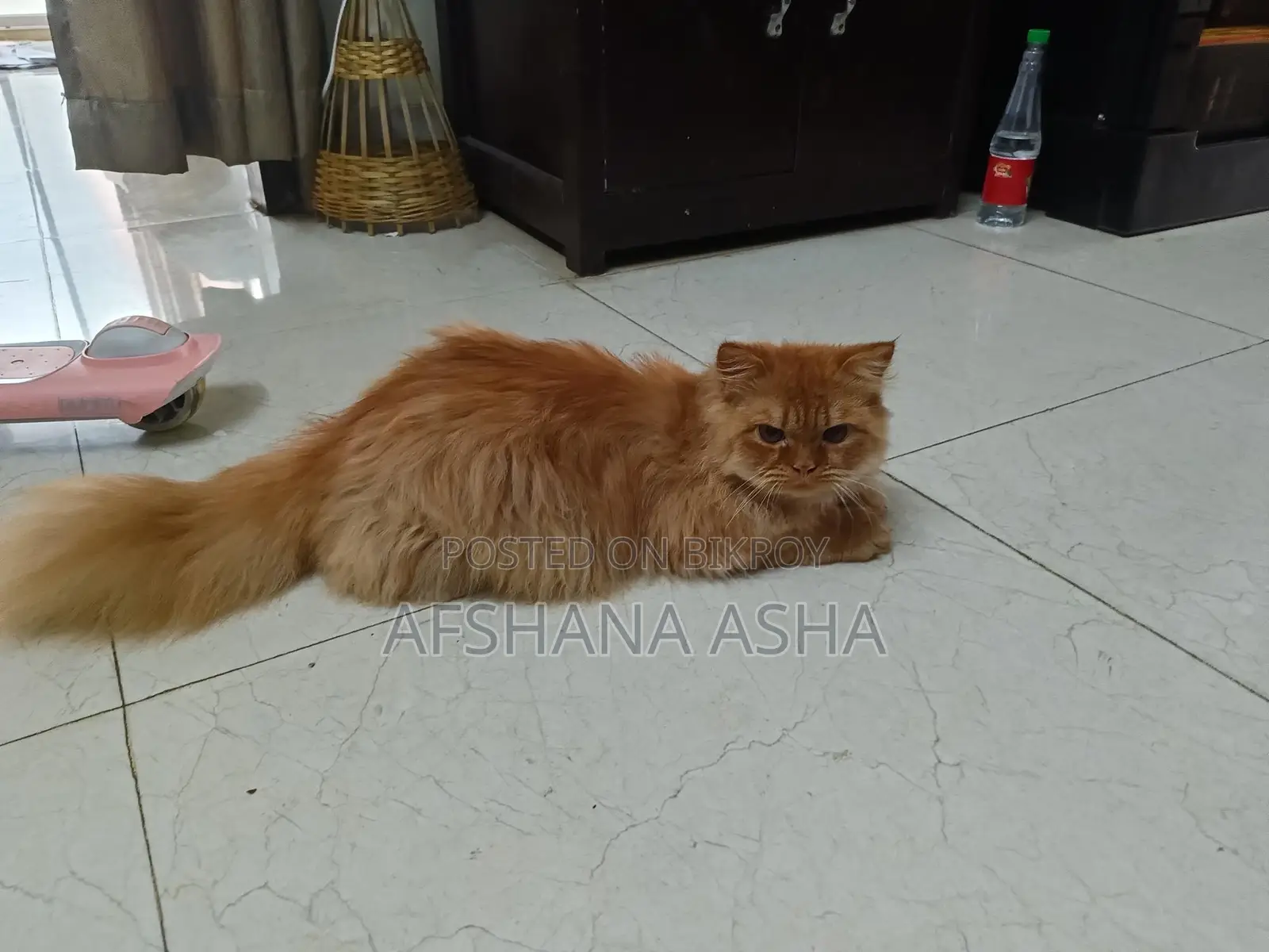 Persian Cat