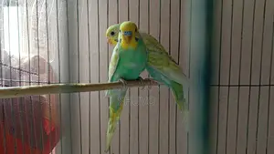 বাজরিগার ফুল সেট আপ
