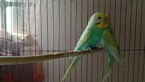 বাজরিগার ফুল সেট আপ