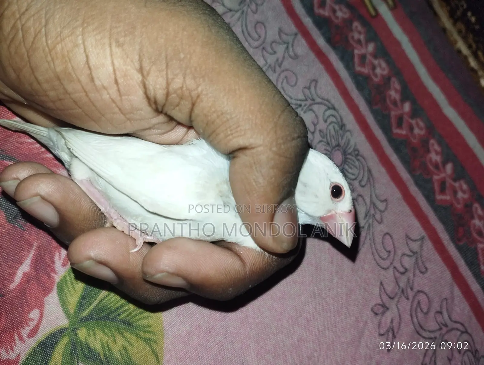 এক জুড়া সাদা জাভা রানিং পাখি সেল হবে