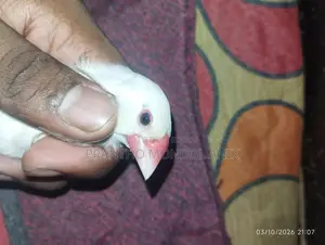 এক জুড়া সাদা জাভা রানিং পাখি সেল হবে