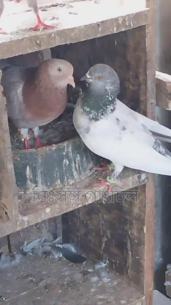 রানিং কবুতর বিক্রি