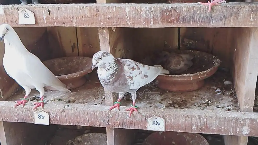 রানিং কবুতর বিক্রি