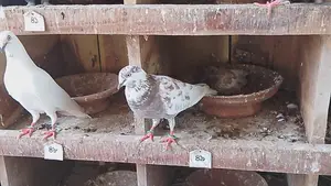 রানিং কবুতর বিক্রি