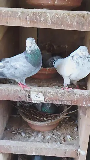 রানিং কবুতর বিক্রি
