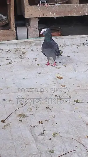 রানিং কবুতর বিক্রি