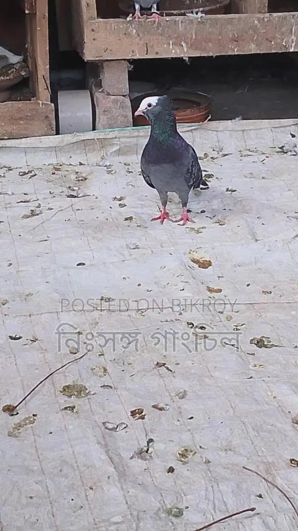 রানিং কবুতর বিক্রি