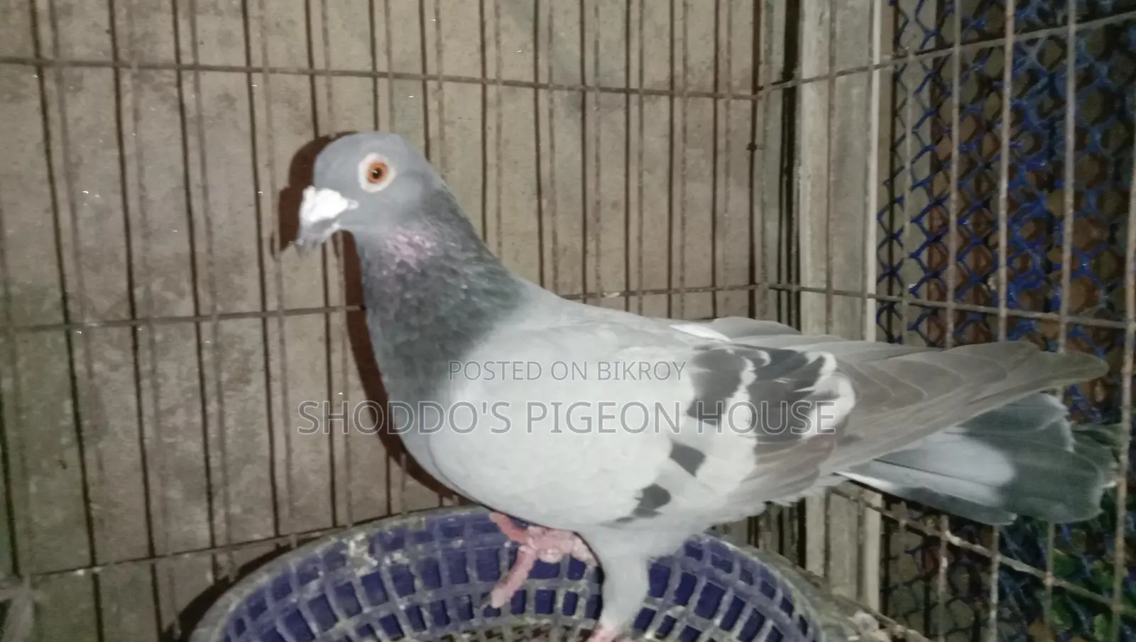 Kobutor Bikri Hobe