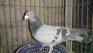 Kobutor Bikri Hobe