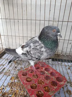 Pigeons