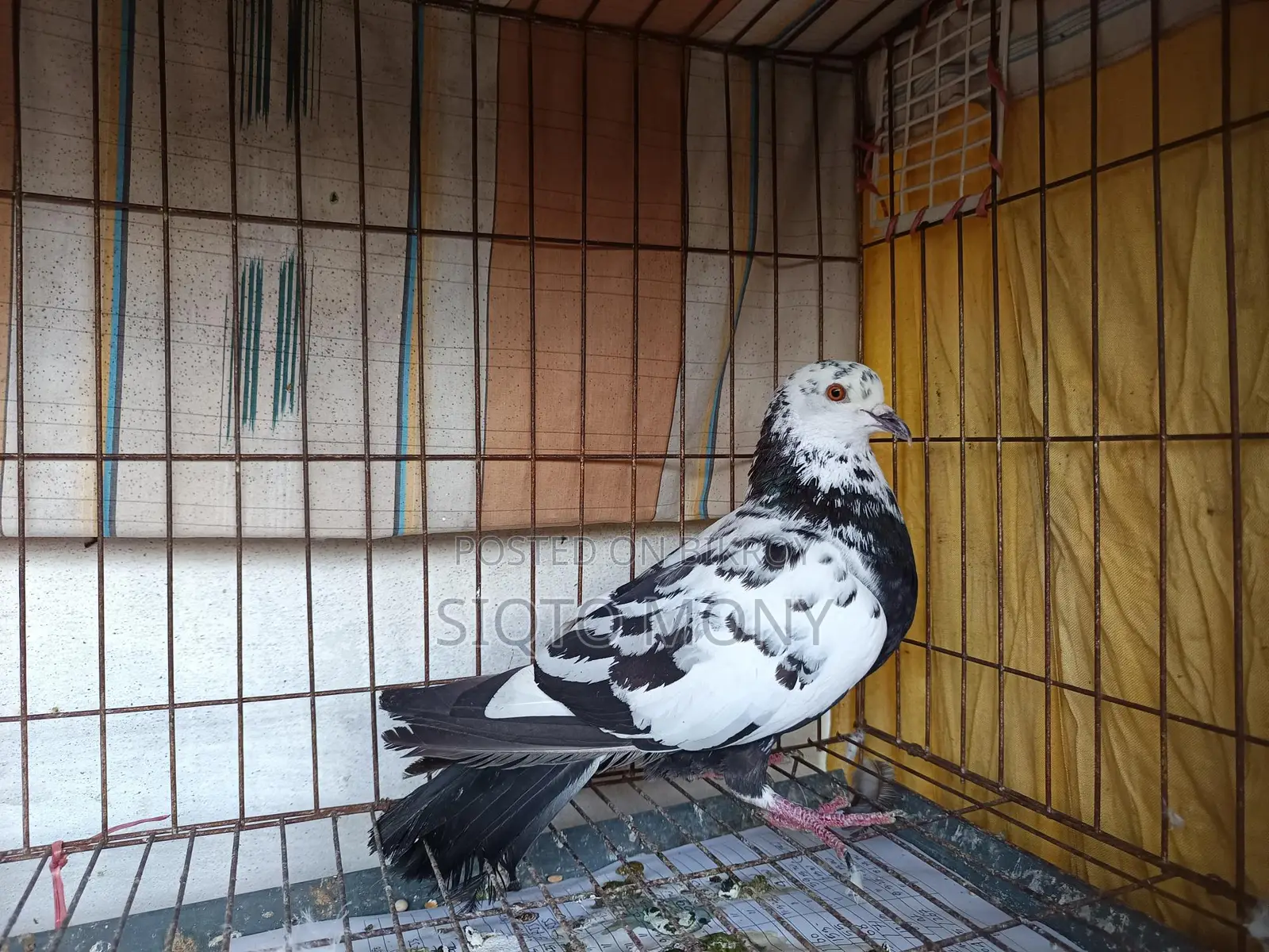 কবুতর