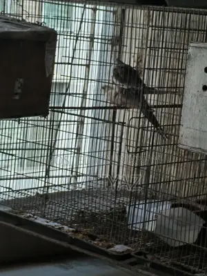রানিং ককাটেল জোড়া দুটি বাচ্চা সহ বিক্রির জন্য