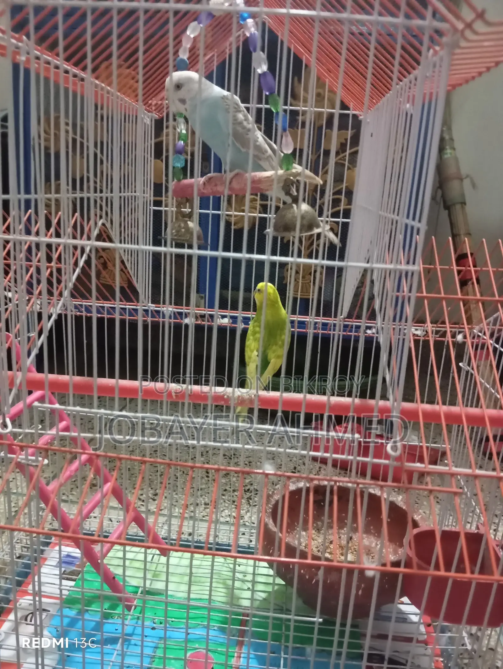 Budgerigar Bird for Sale