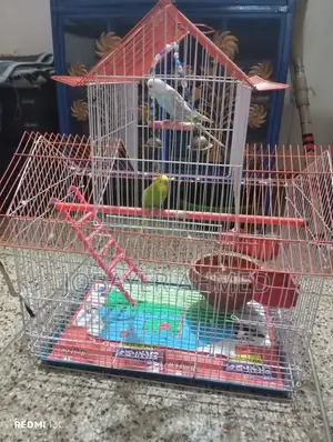 Budgerigar Bird for Sale