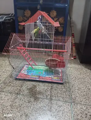 Budgerigar Bird for Sale