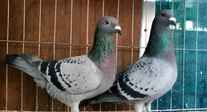 Kobutor