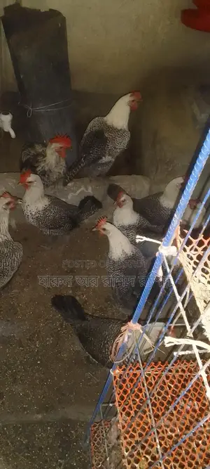 ডিম পাড়া মুরগি
