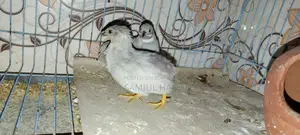 King Quail Bird