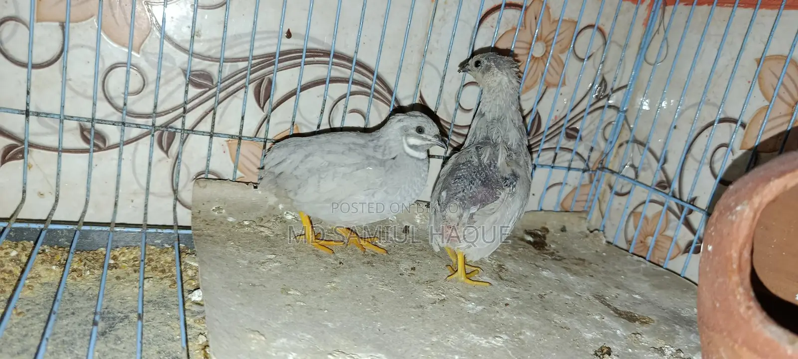 King Quail Bird