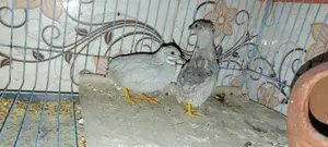 King Quail Bird