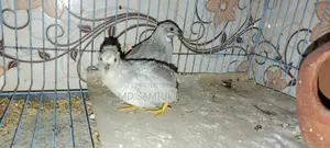 King Quail Bird