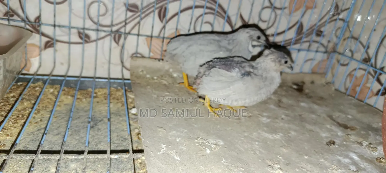 King Quail Bird