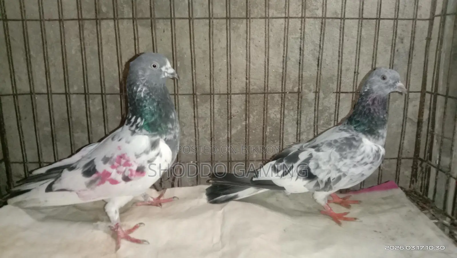 Pakistani Bloodline Highflyer Pigeon