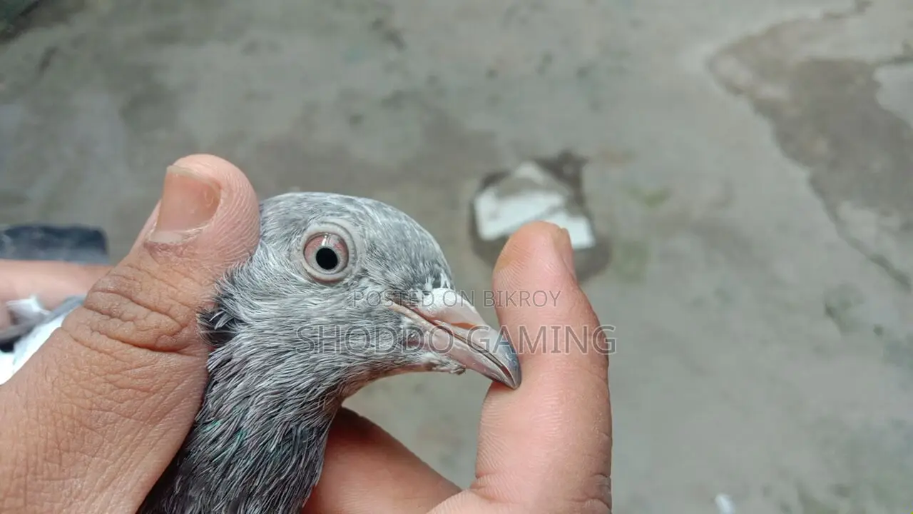 Pakistani Bloodline Highflyer Pigeon
