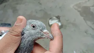 Pakistani Bloodline Highflyer Pigeon