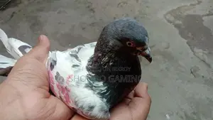 Pakistani Bloodline Highflyer Pigeon
