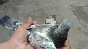 Pakistani Bloodline Highflyer Pigeon