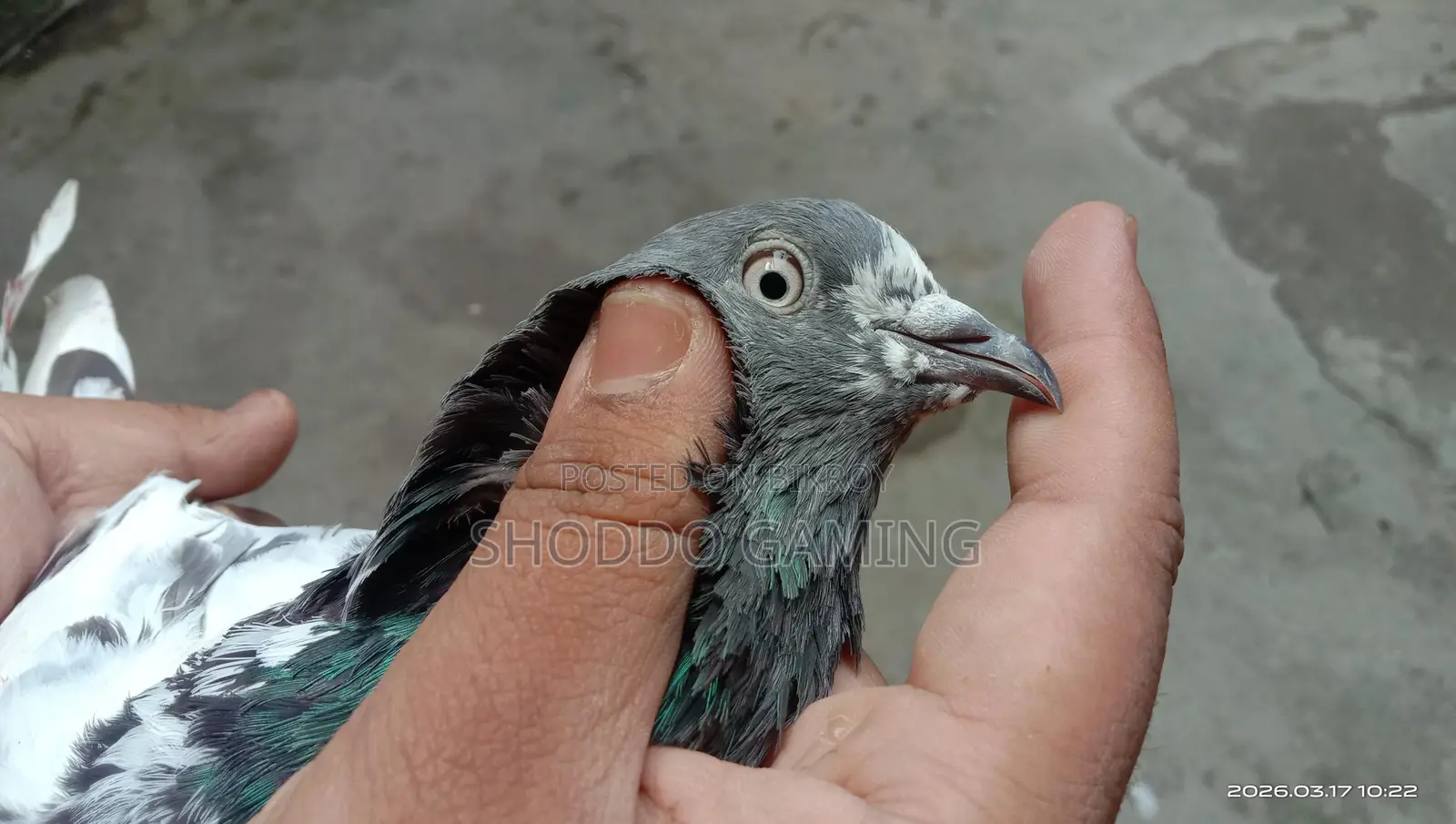 Pakistani Bloodline Highflyer Pigeon