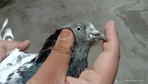 Pakistani Bloodline Highflyer Pigeon